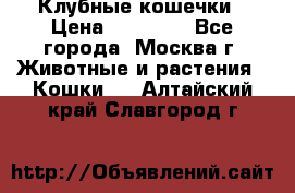 Клубные кошечки › Цена ­ 10 000 - Все города, Москва г. Животные и растения » Кошки   . Алтайский край,Славгород г.